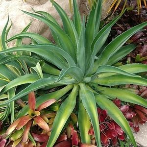 Meet your Posher, Mildred